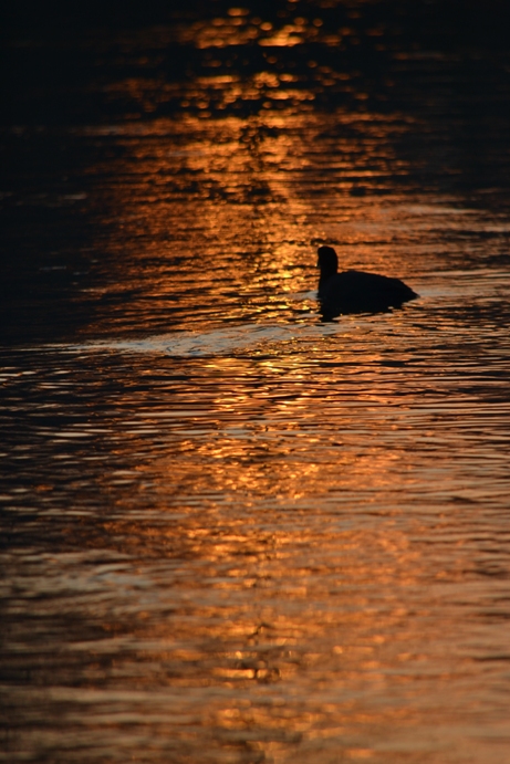 folaga al tramonto